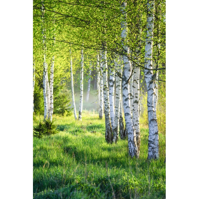 108/MO6691_40F_Birch Tree 03